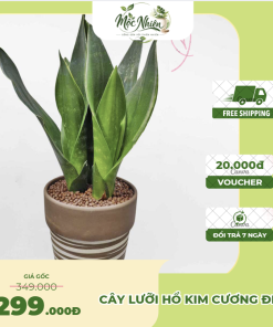 Cây Lưỡi hổ kim cương đen để bàn