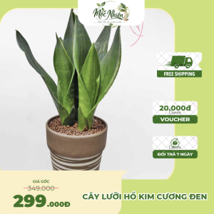 Cây Lưỡi hổ kim cương đen để bàn