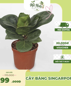 Cây bàng Singapore mini chậu ươm