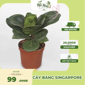 Cây bàng Singapore mini chậu ươm