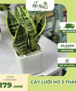 Cây Lưỡi Hổ Mini Để Bàn – Chậu Sứ Trang Trí Nội Thất
