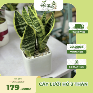 Cây Lưỡi Hổ Mini Để Bàn – Chậu Sứ Trang Trí Nội Thất