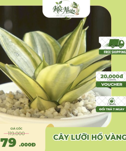 Cây lưỡi hổ vàng