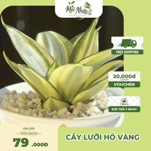 Cây lưỡi hổ vàng