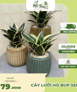 Cây Lưỡi Hổ Búp Sen Để Bàn