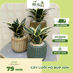 Cây Lưỡi Hổ Búp Sen Để Bàn