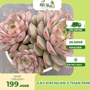 Cây Sen Đá Hoa Hồng