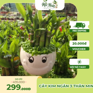 Cây trúc phát tài mini