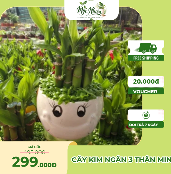 Cây trúc phát tài mini
