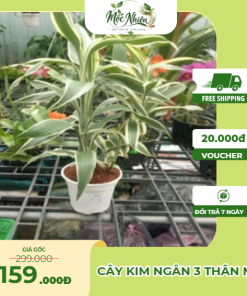 cây Phát Tài Cẩm Thạch