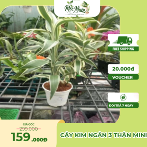 cây Phát Tài Cẩm Thạch
