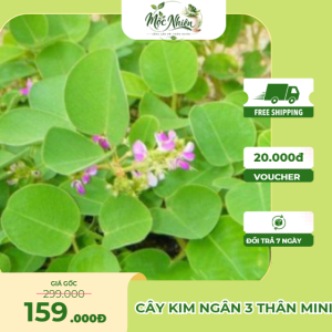 Cây Kim Tiên Thảo (Chậu lớn)