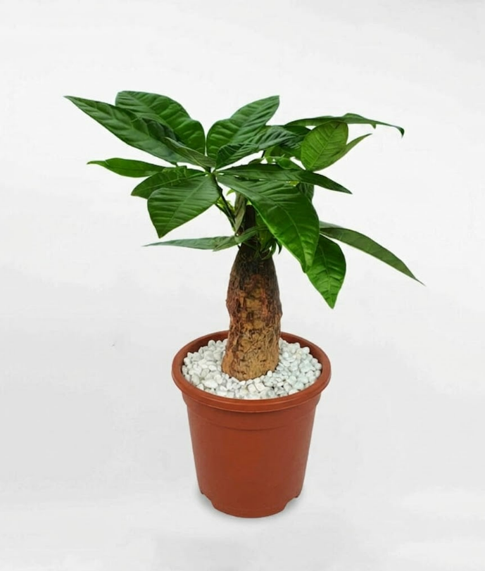 Cây kim ngân thủy sinh để bàn - Ảnh 3