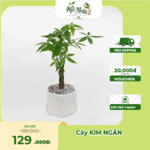 Cây kim ngân thắt bính mini