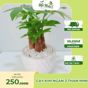 Cây kim ngân 3 thân mini
