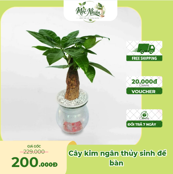 Cây kim ngân thủy sinh để bàn