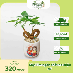 Cây kim ngân thắt nơ mini