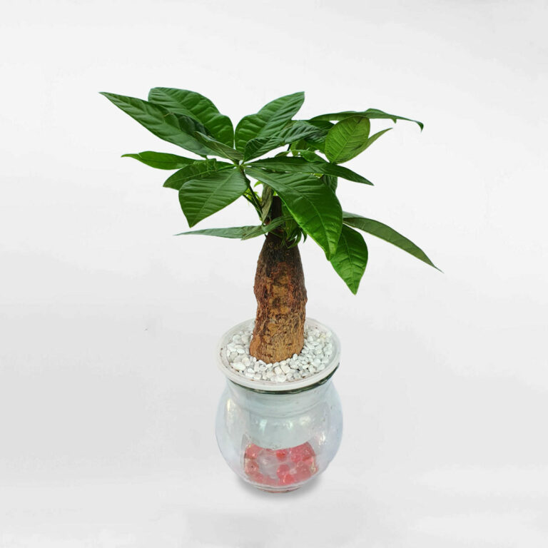 Cây kim ngân thủy sinh để bàn - Ảnh 4