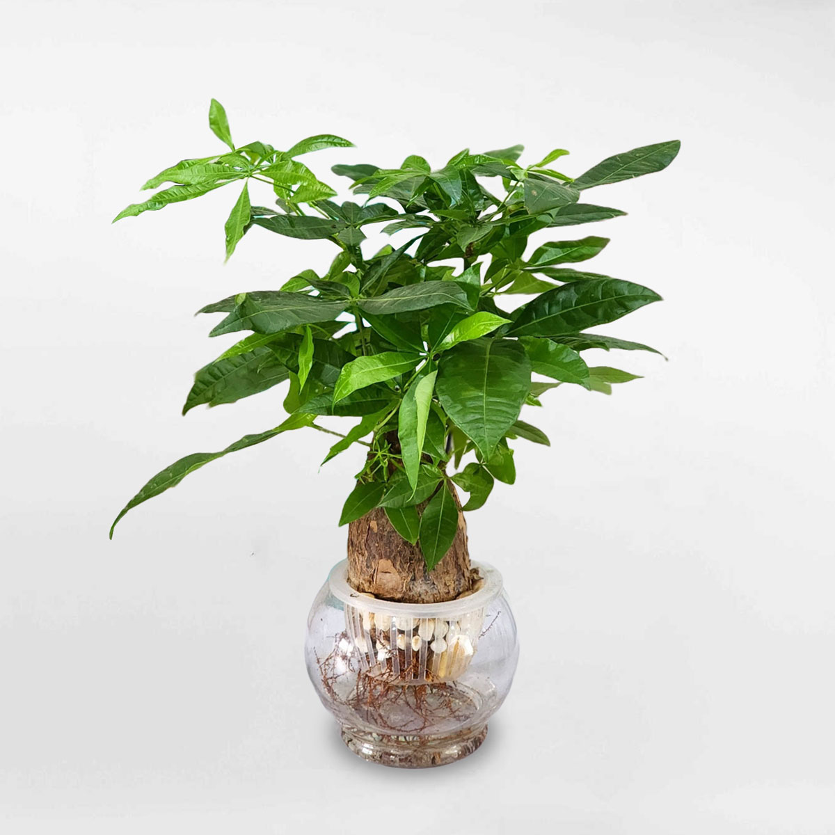 Cây kim ngân thủy sinh để bàn - Ảnh 2