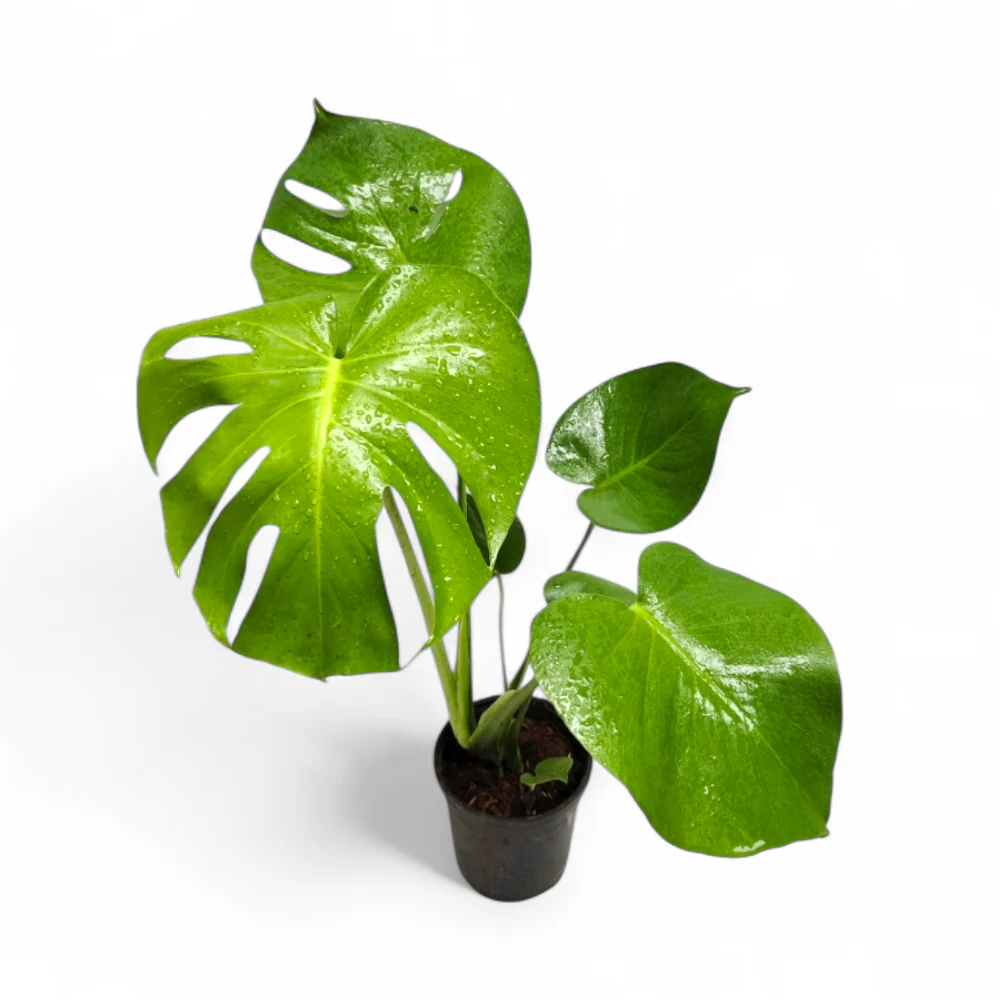Cây Trầu Bà Lá Xẻ Để Bàn - Ảnh 2