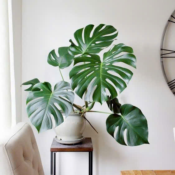 Cây Trầu Bà Lá Xẻ Để Bàn - Ảnh 4