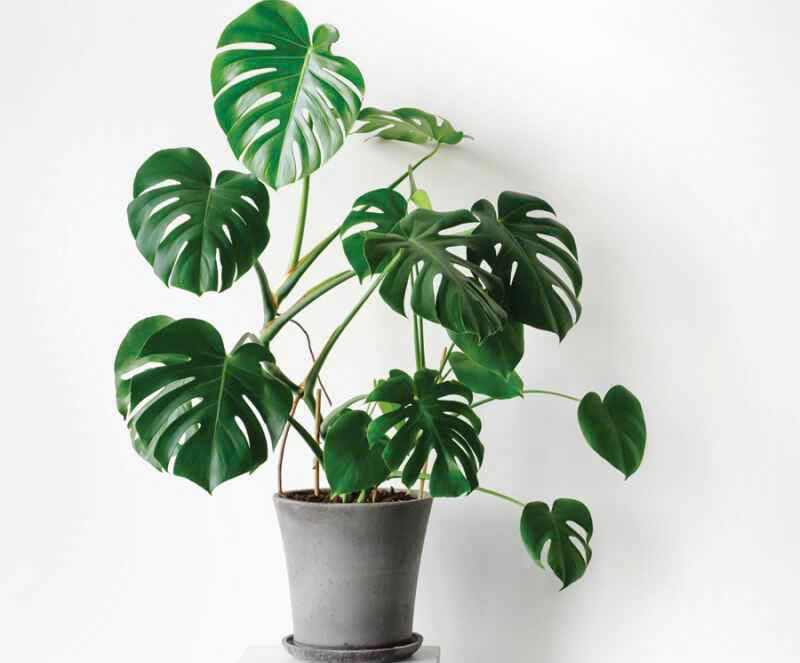 Cây Trầu Bà Lá Xẻ Để Bàn - Ảnh 5