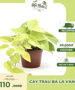Cây Trầu Bà Lá Vàng – Cây Cảnh Nội Thất Dễ Chăm Trang Trí Không Gian Sống | Mộc Nhiên