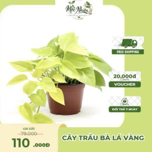 Cây Trầu Bà Lá Vàng – Cây Cảnh Nội Thất Dễ Chăm Trang Trí Không Gian Sống | Mộc Nhiên