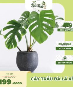 Cây Trầu Bà Lá Xẻ Để Bàn