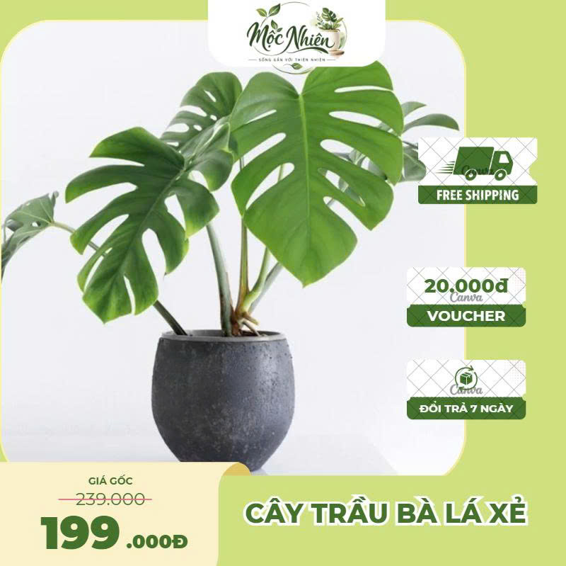 Cây Trầu Bà Lá Xẻ Để Bàn