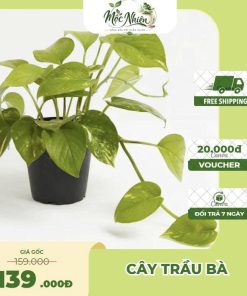 Cây Trầu Bà Lá Xanh – Cây Cảnh Nội Thất Trang Trí Không Gian Sống | Mộc Nhiên