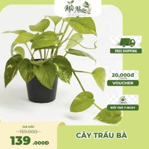 Cây Trầu Bà Lá Xanh – Cây Cảnh Nội Thất Trang Trí Không Gian Sống | Mộc Nhiên