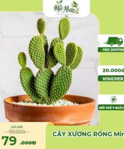 Cây cảnh xương rồng Mini