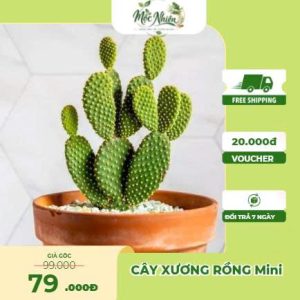 Cây cảnh xương rồng Mini