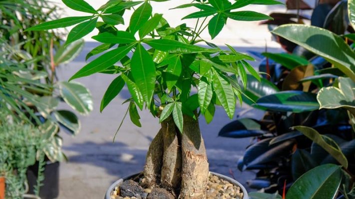 ý nghĩa phong thủy cách cách chăm sóc cây kim ngân mini