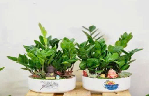 Ý nghĩa, cách chăm sóc cây kim tiền cực dễ, đơn giản.
