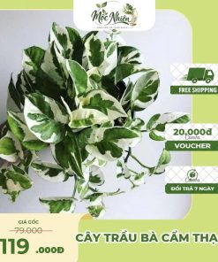 Cây Trầu Bà Cẩm Thạch – Cây Cảnh Nội Thất Lá Loang Sang Trọng | Mộc Nhiên