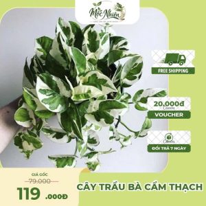 Cây Trầu Bà Cẩm Thạch – Cây Cảnh Nội Thất Lá Loang Sang Trọng | Mộc Nhiên