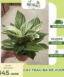 Cây Trầu Bà Đế Vương – Xanh / Vàng / Đỏ – Cây Cảnh Nội Thất Sang Trọng | Mộc Nhiên