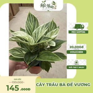 Cây Trầu Bà Đế Vương – Xanh / Vàng / Đỏ – Cây Cảnh Nội Thất Sang Trọng | Mộc Nhiên
